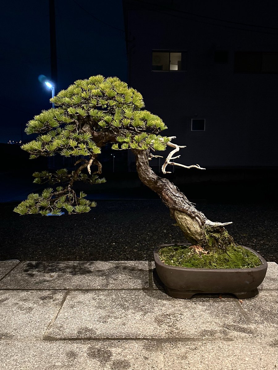 今年最後に五葉松が仲間入りしました🌳真柏が好きでいくつかありますが