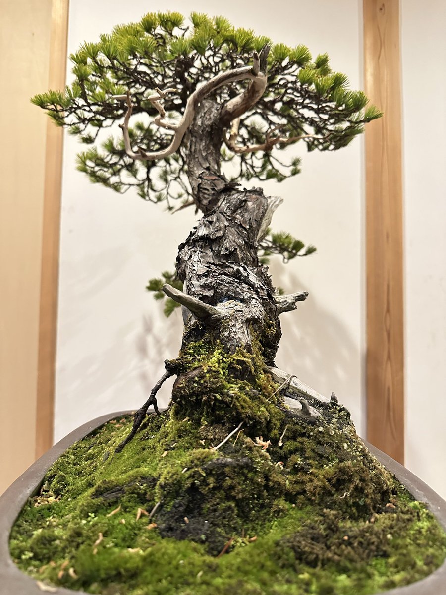 今年最後に五葉松が仲間入りしました🌳真柏が好きでいくつかありますが