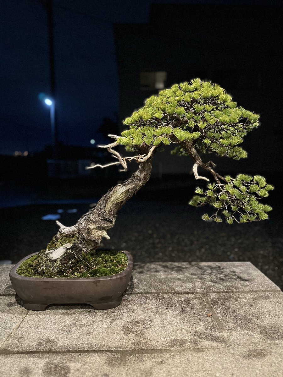 中品 五葉松盆栽】真柏 ⭕特価品❗ bonsai#bonsaiart#五葉松#真柏#盆栽