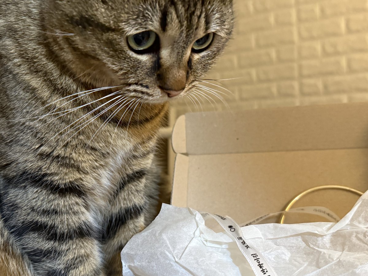 선물 뜯을때부터 지꺼라고 지꺼라고
옆에서 낑낑거림 
아니 고양이가 원래 이렇게 물욕이 많음?
이건 정말 내꺼란말야