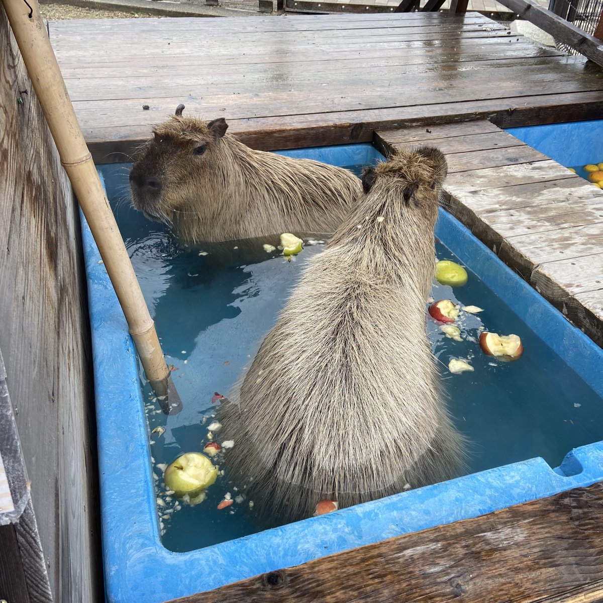 今日はりんご風呂🍎