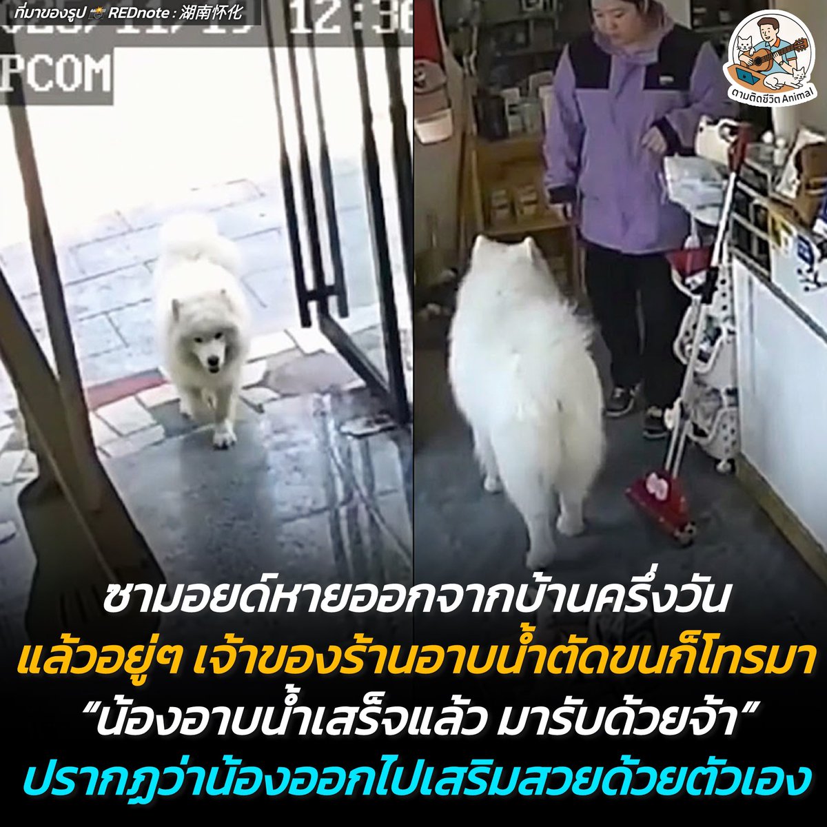 เมื่อลูกสาวหายตัวไปครึ่งค่อนวัน นึกว่าโดนอุ้มไปแล้ว ที่ไหนได้น้องแอบหนีไปเสริมสวยด้วยตนเองซะงั้น 🐶🛁✨
น้องมอยด์ : อาบให้หนูก่อนเลยพี่ เดี๋ยวให้แม่มาจ่าย 😉
(มีคลิปเพิ่มเติมของน้อง)
อาณาจักรสัตว์โลก มีม&amp;สาระ By ตามติดชีวิตAnimal
เรื่องราวสุดฮาที่ทำเอาเจ้าของใจหายใจคว่ำ