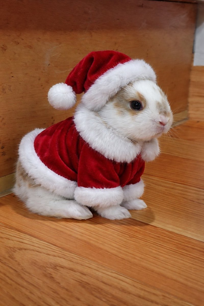 아기 산타 실존