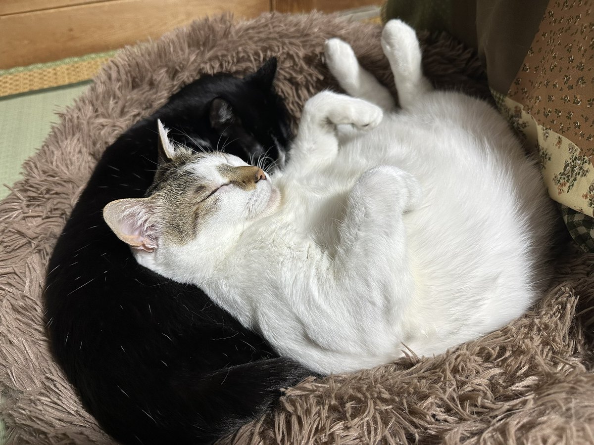 Aya (@A0422__) / Posts / X