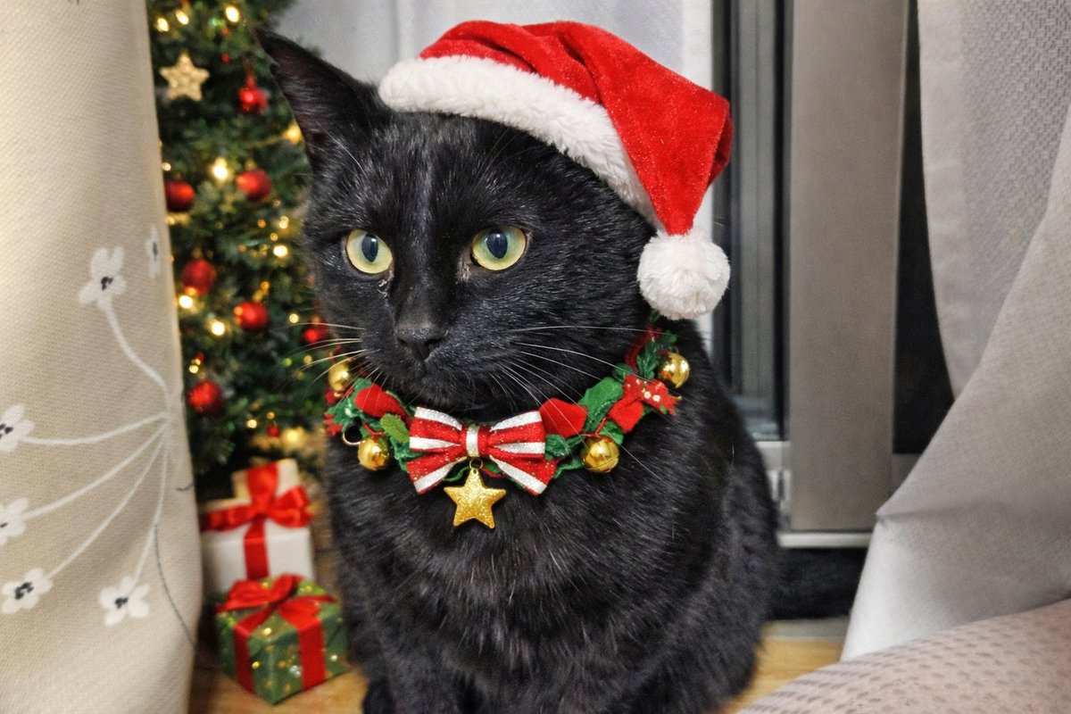 chibisan723's tweet photo. メリークリスマス🎄🎅✨
  
#チャッピー https://t.co/u9r9TohDqX