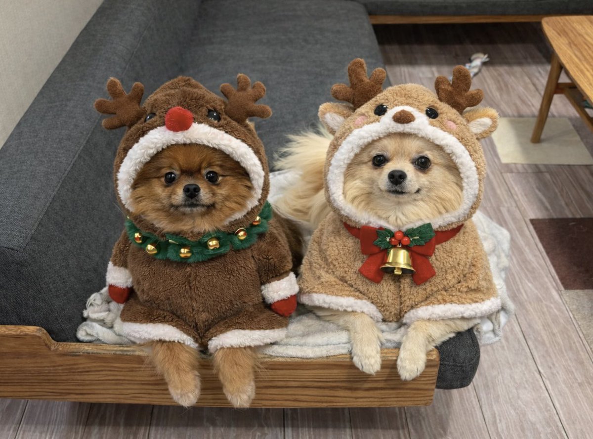 mirumo__pon's tweet photo. トナカイヌ🦌🎄
皆さんは素敵なクリスマスをお過ごしですか？

#クリスマス https://t.co/zQ4GL6iosT