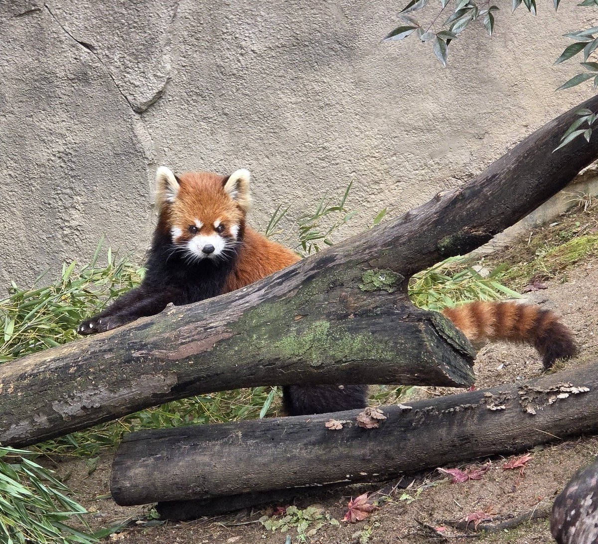 에버랜드에 사람이없다 오늘
티익스 대기줄 10분인것도 봤다