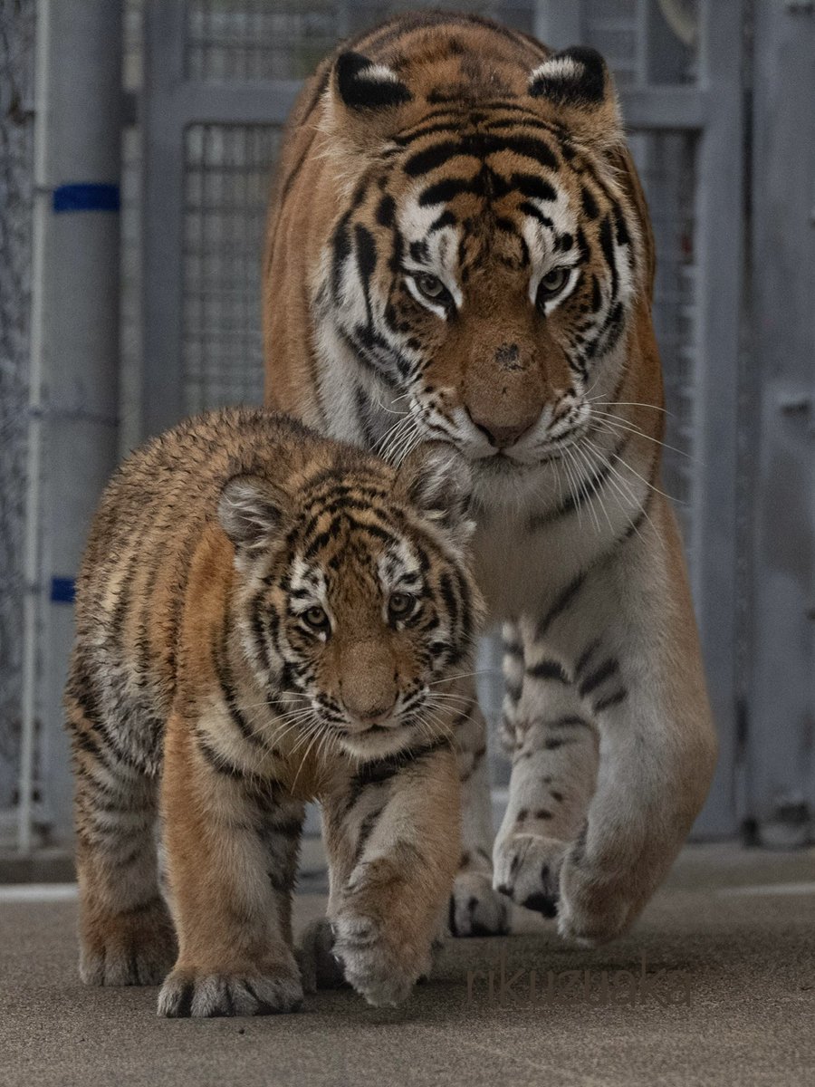 イベントで会えました。
感無量🥺

#アドベンチャーワールド #アムールトラ