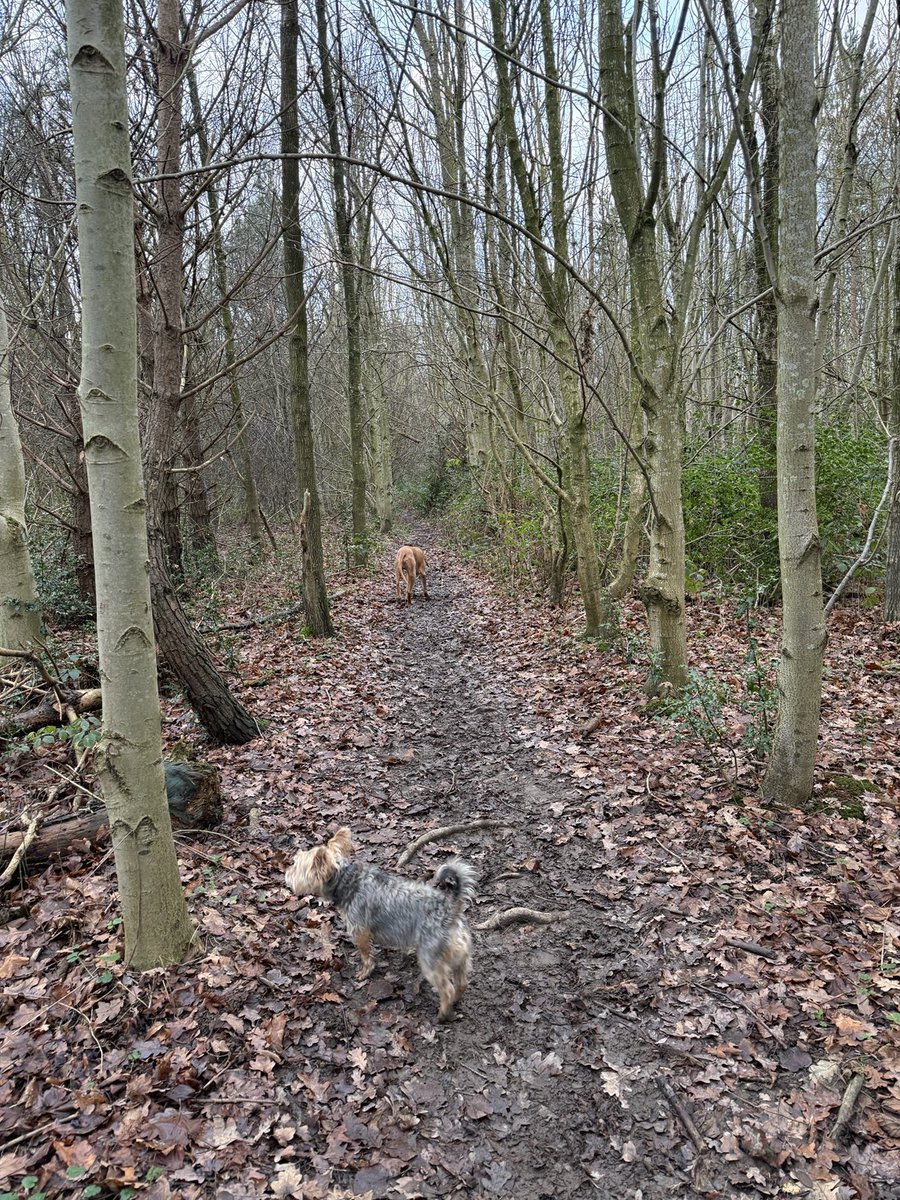 David Watson tweet media