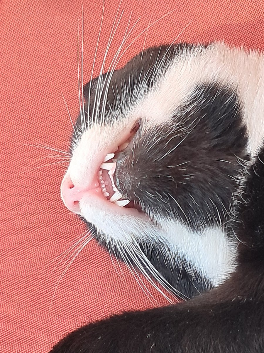 Günaydınnnn halennn uyuyanlarrr 😻😂😂