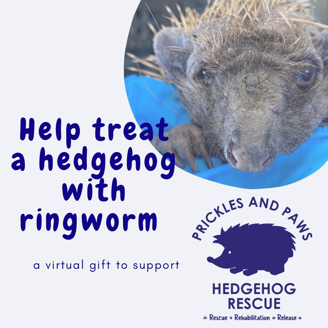 Prickles_Paws's tweet photo. ๐โจ Last-minute Christmas gift?
Give a virtual hedgehog gift from Prickles & Paws! ๐ From ยฃ5, help feed, treat, or release a hedgehog โ e-certificates emailed instantly. ๐๐พ
๐ https://t.co/Y7gIWYrMHF
#HedgehogGifts #LastMinuteGifts #SupportWildlife https://t.co/KAh54uuFW4