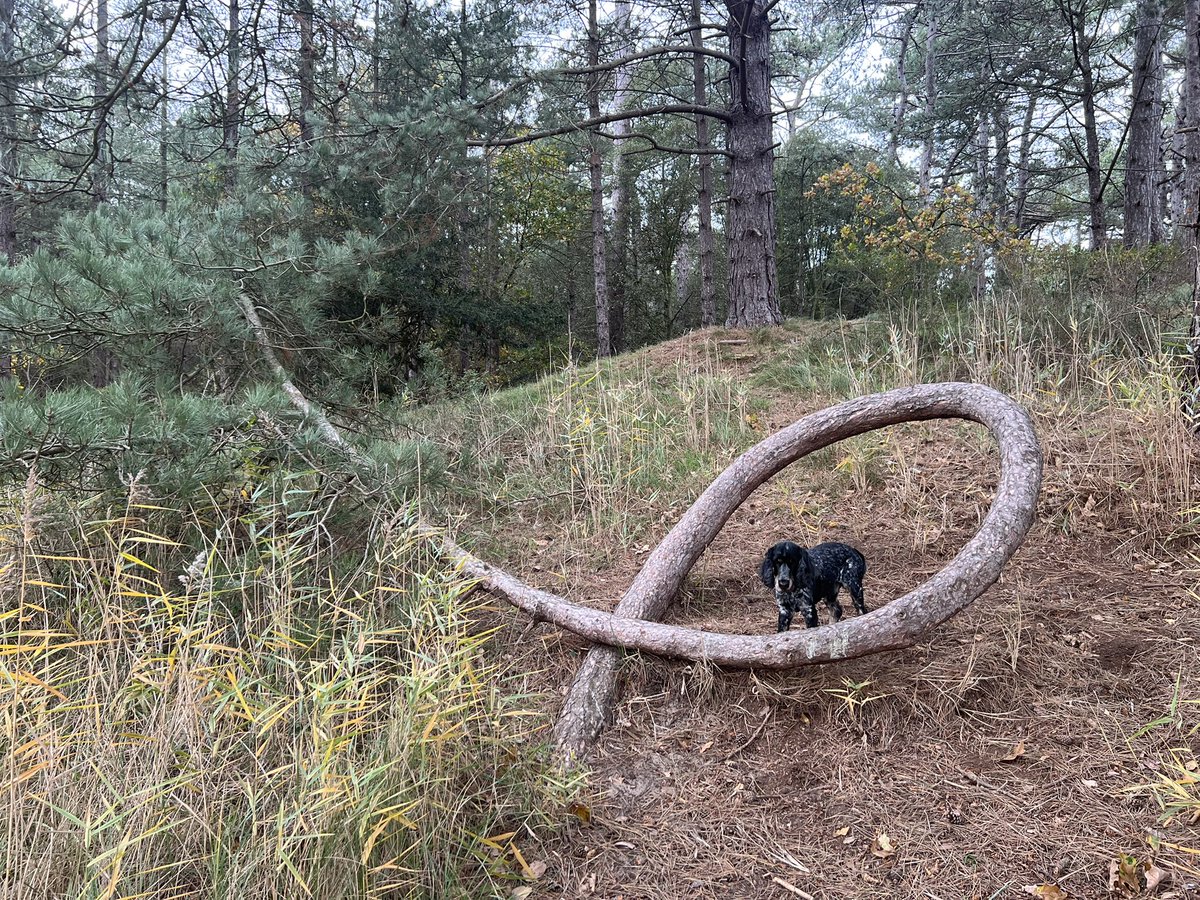 TiCLme's tweet photo. Normal for Norfolk
#NormalforNorfolk
#GreatTreesof Norfolk ๐ฒ https://t.co/GiaJq5fnfg