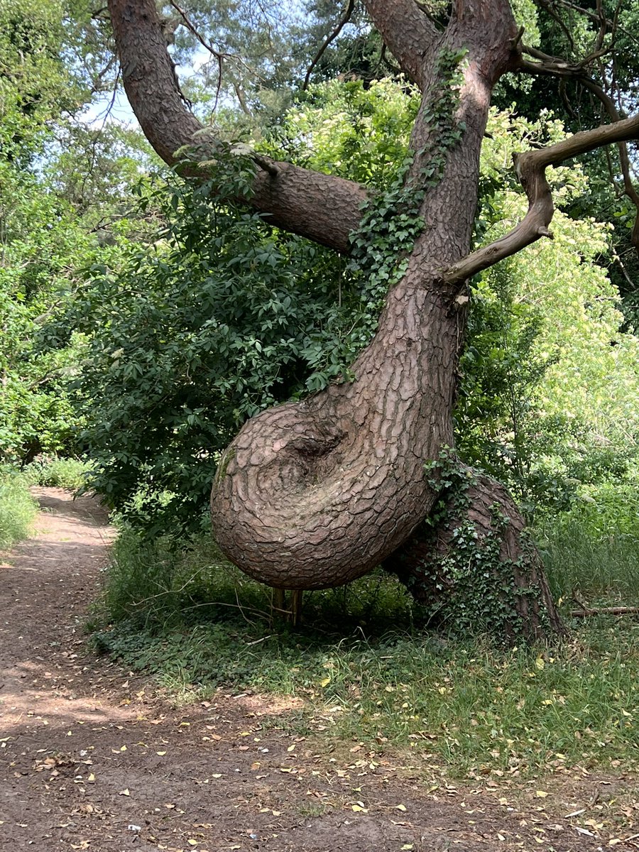 TiCLme's tweet photo. Normal for Norfolk
#NormalforNorfolk
#GreatTreesof Norfolk ๐ฒ https://t.co/GiaJq5fnfg