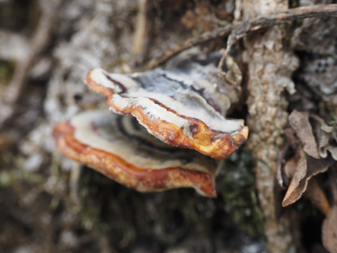gombau's tweet image. Capas de hongo dibujando anillos de color sobre la corteza, como pequeñas terrazas colgando del tronco.
#fungi #forestmagic #naturephotography #hongos #bosque