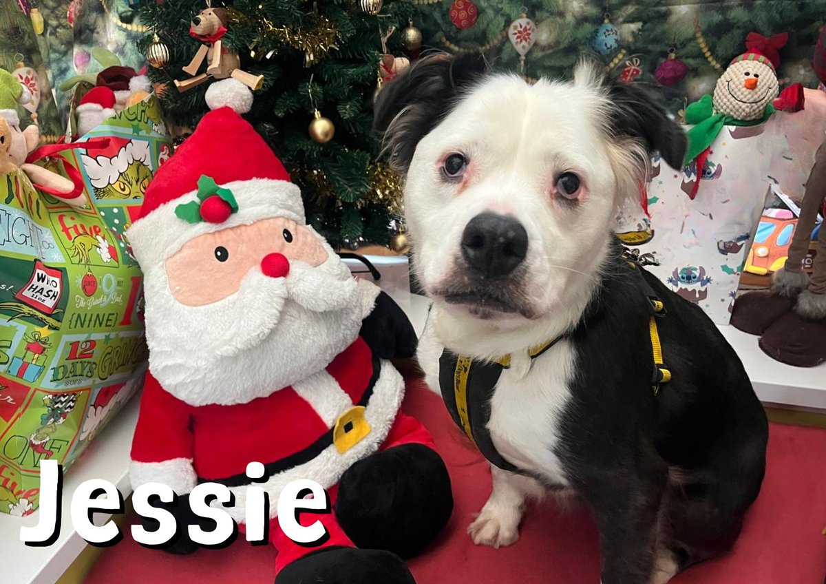 DogsTrust West Calder (Edinburgh) and Dundee tweet media