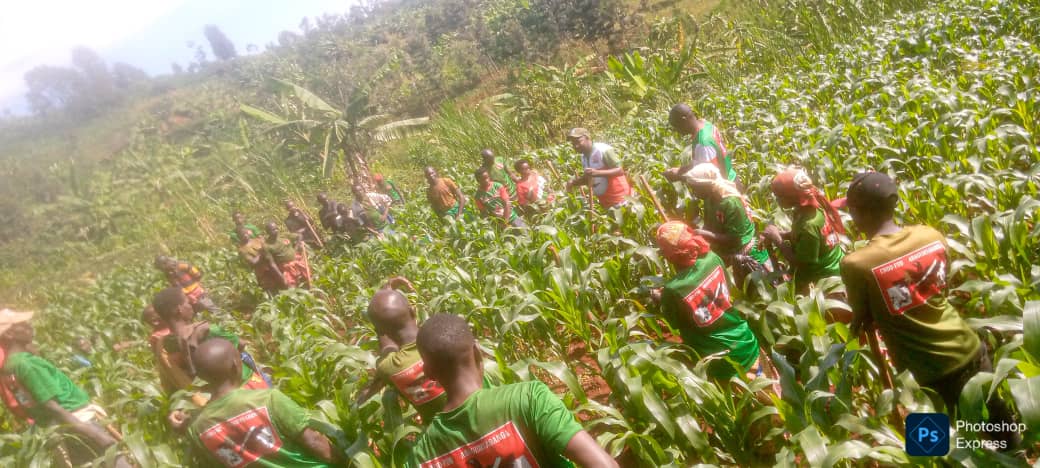 CnddFddButanyer's tweet image. #Kayanza 23/13/2025
Umukuru w'imbonerakure muri komine arikumwe n'umunyamabanga w'umugambwe muri komine ajejwe iterambere bifadikanjie n'urwaruka ruhurikiye muri koperative #Teramiramahoro rwo kumutumba #Mikuba mukubagara imirima y'ibigori barimye aho biteze umwimbu urenga toni 6