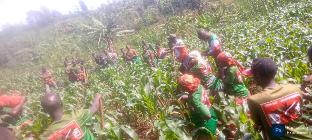 CnddFddButanyer's tweet image. #Kayanza 23/13/2025
Umukuru w'imbonerakure muri komine arikumwe n'umunyamabanga w'umugambwe muri komine ajejwe iterambere bifadikanjie n'urwaruka ruhurikiye muri koperative #Teramiramahoro rwo kumutumba #Mikuba mukubagara imirima y'ibigori barimye aho biteze umwimbu urenga toni 6