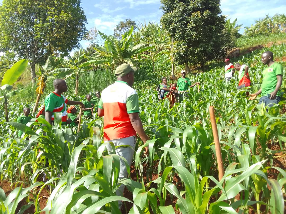 CnddFddButanyer's tweet image. #Kayanza 23/13/2025
Umukuru w'imbonerakure muri komine arikumwe n'umunyamabanga w'umugambwe muri komine ajejwe iterambere bifadikanjie n'urwaruka ruhurikiye muri koperative #Teramiramahoro rwo kumutumba #Mikuba mukubagara imirima y'ibigori barimye aho biteze umwimbu urenga toni 6