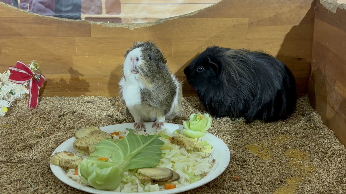 しばこ︎✿·͜· (@daifukumoru) / Posts / X