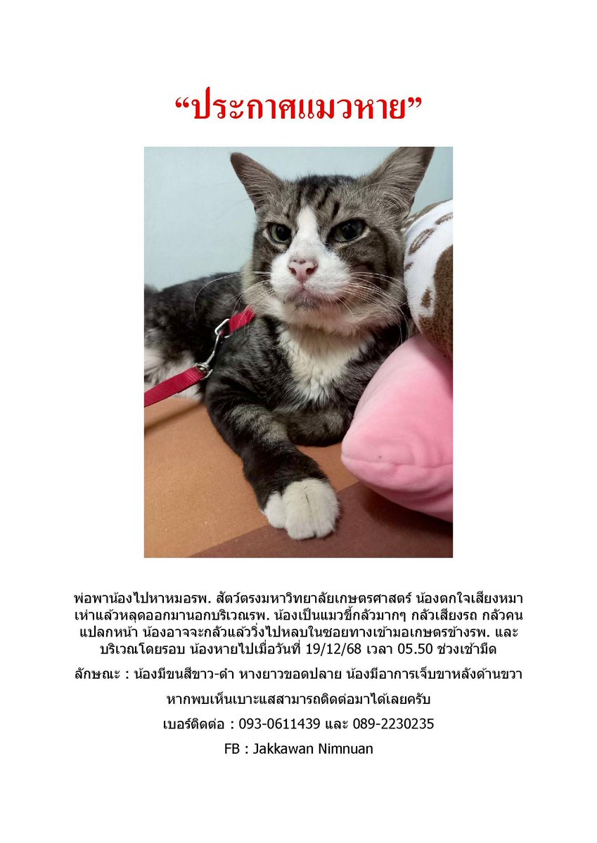 #ประกาศตามหาแมวหาย #แมวหาย 
ใครพบเจอสามารถติดต่อตามรายละเอียดได้เลยนะคะ 

#ทาสแมว