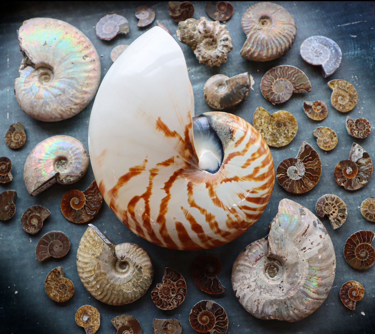 オウムガイの殻とアンモナイト化石⚪️