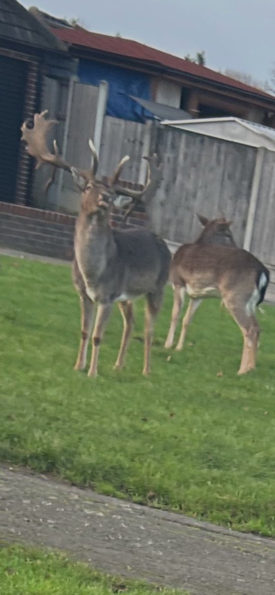 blackcabbymart's tweet image. Doing a job in Harold hill this morning see these getting ready for pulling Santa about with his sleigh tonight 🤣 #christmaseve #reindeers #merrychristmas