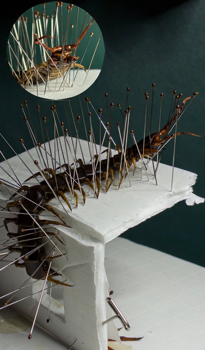 Autopsyr0tica's tweet photo. Can’t sleep. Bug stuff https://t.co/4ypLfjrAzR
