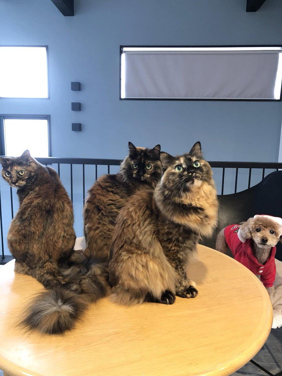 サビ猫三姉妹 (@matsugorookoku) / Posts / X