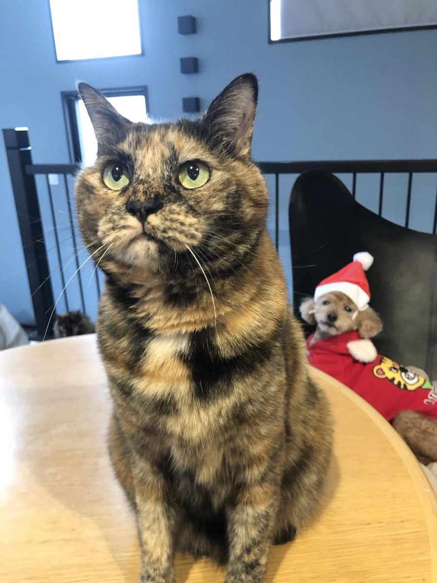 サビ猫三姉妹 (@matsugorookoku) / Posts / X