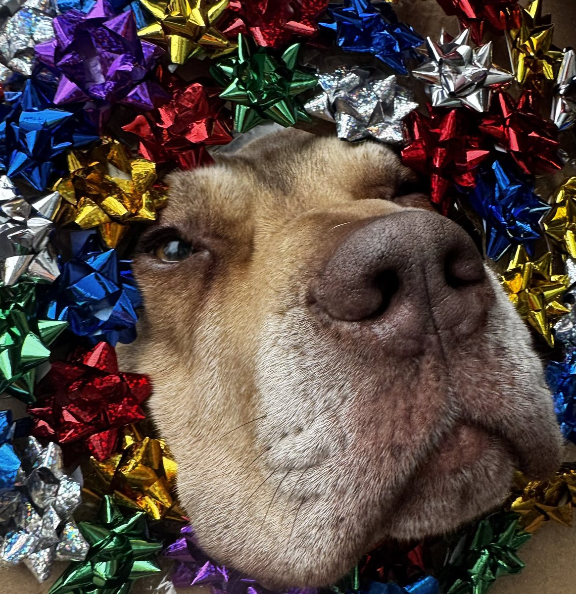 As Christmas Day approaches, many of us are looking forward to slowing down. Family time. A Baileys in hand. A bit of peace.

But for dogs on the streets, nothing pauses.

Homelessness doesn’t stop at 5pm.
Vulnerability doesn’t close for Christmas.

It’s 24/7 , every single