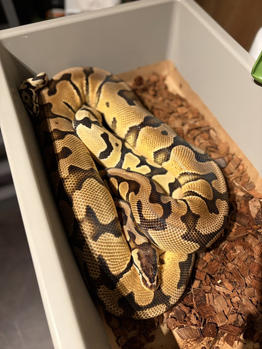 lonchan (@lonchankun) / Posts / X