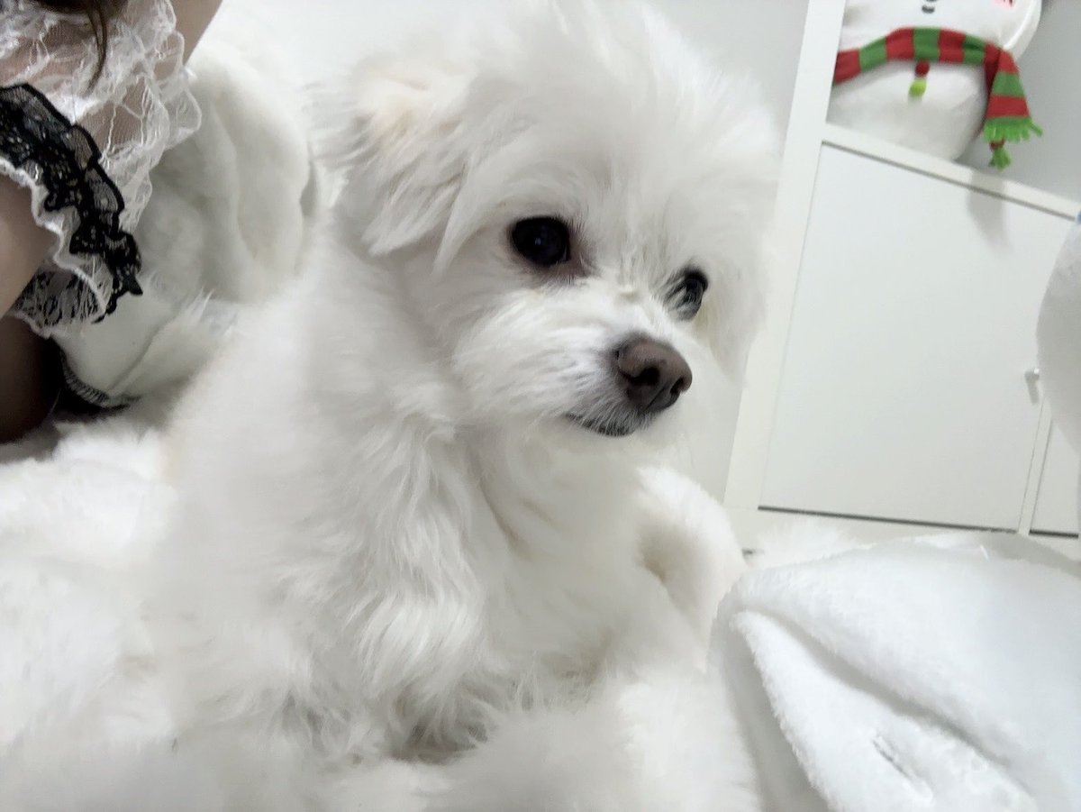 めちゃん (@__mechan1o) / Posts / X