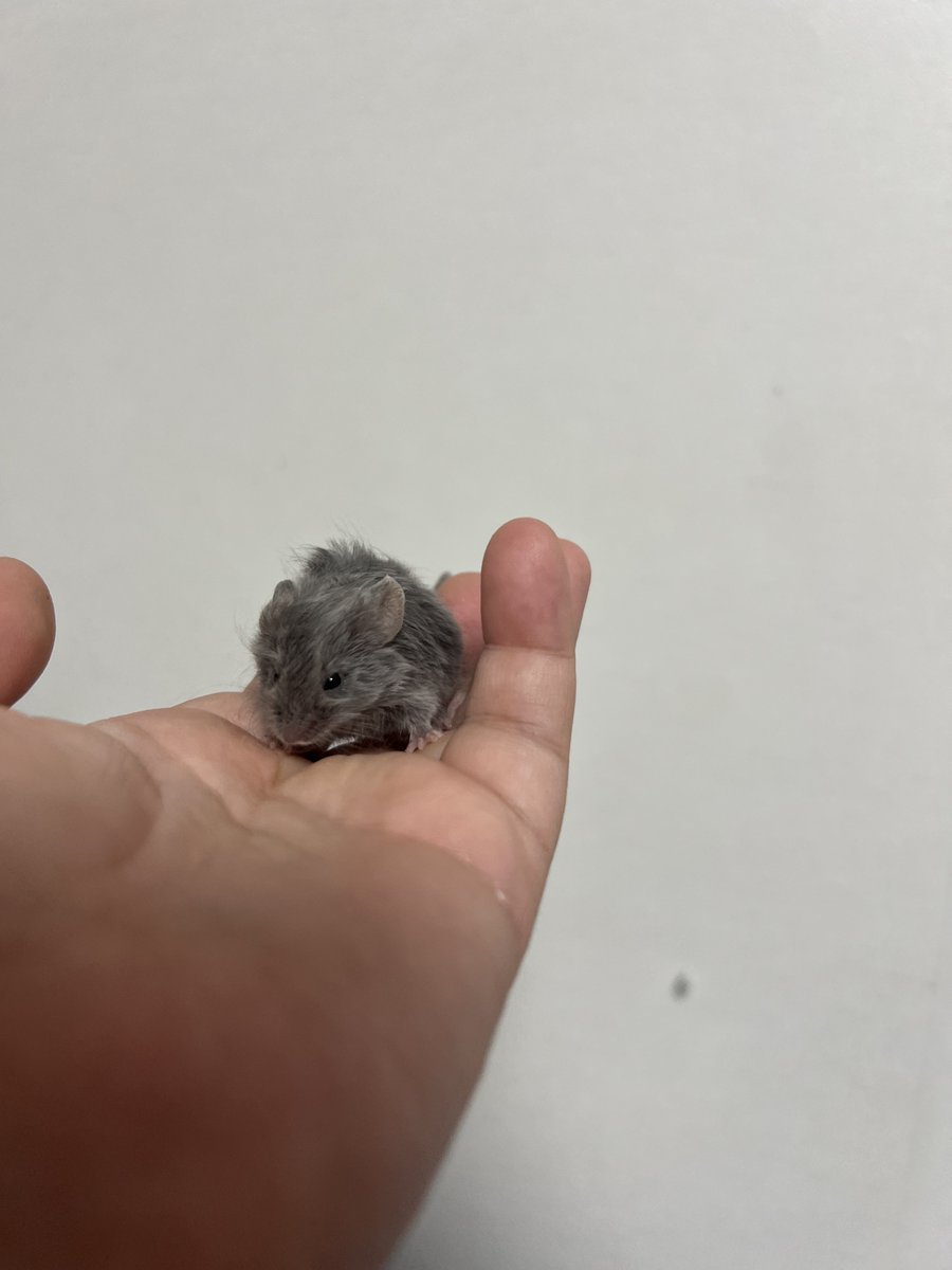 이 아기쥐 두마리를 어케 뚱띵이로만든담…