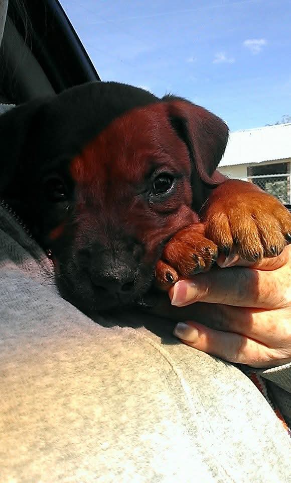 Dayvecakes's tweet image. Being her, human, was wonderful feeling, my furbaby