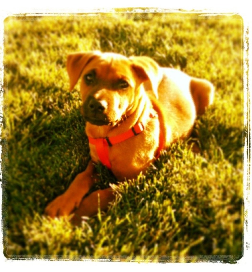 Dayvecakes's tweet image. Being her, human, was wonderful feeling, my furbaby