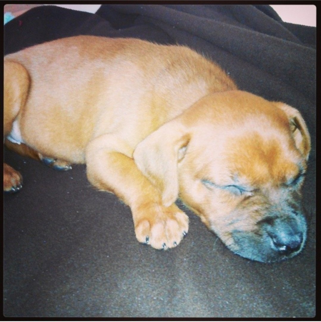 Dayvecakes's tweet image. Being her, human, was wonderful feeling, my furbaby