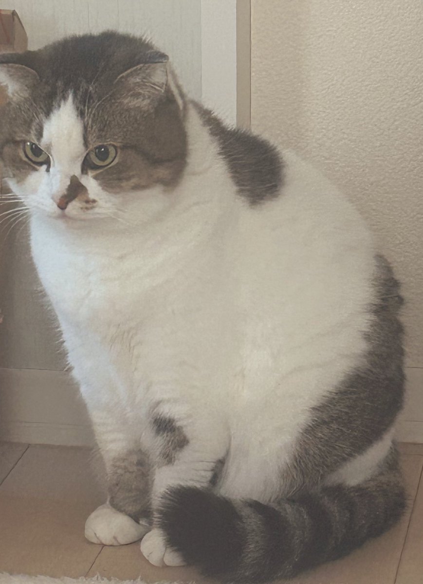 にゃと (@cat2_222) / Posts / X