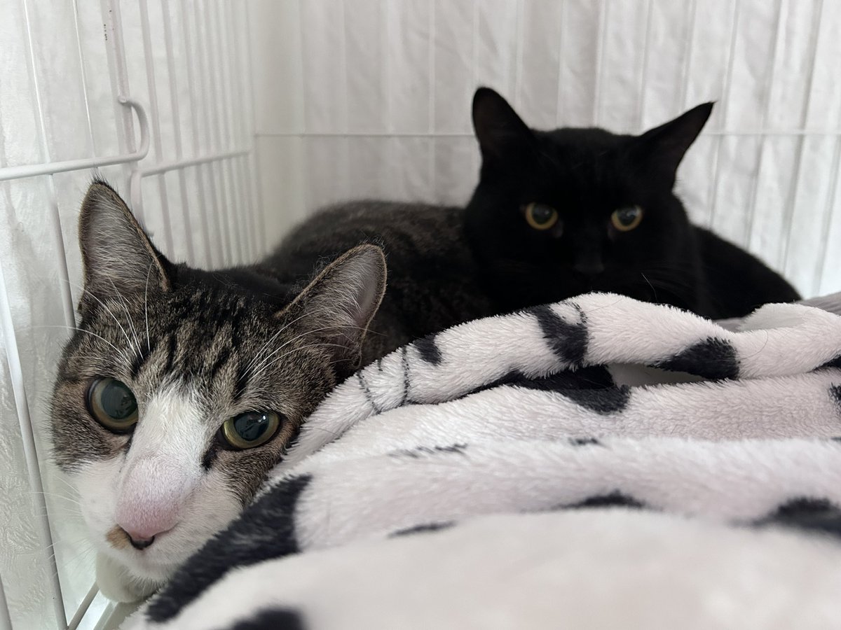 保護ねこカフェもりねこ (@morineko_cafe) / Posts / X