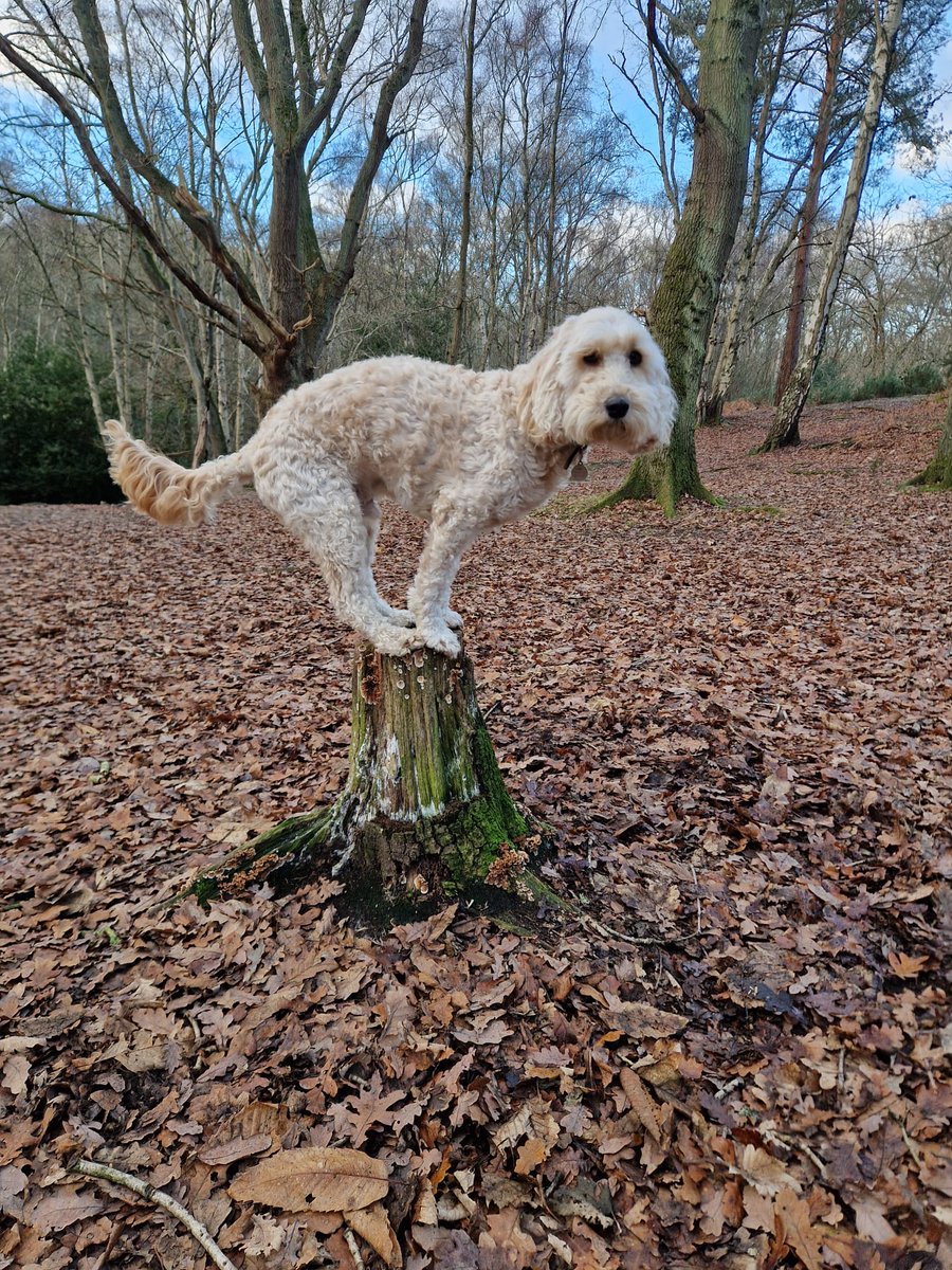 Martin Gathercole🐦X🐦 tweet media