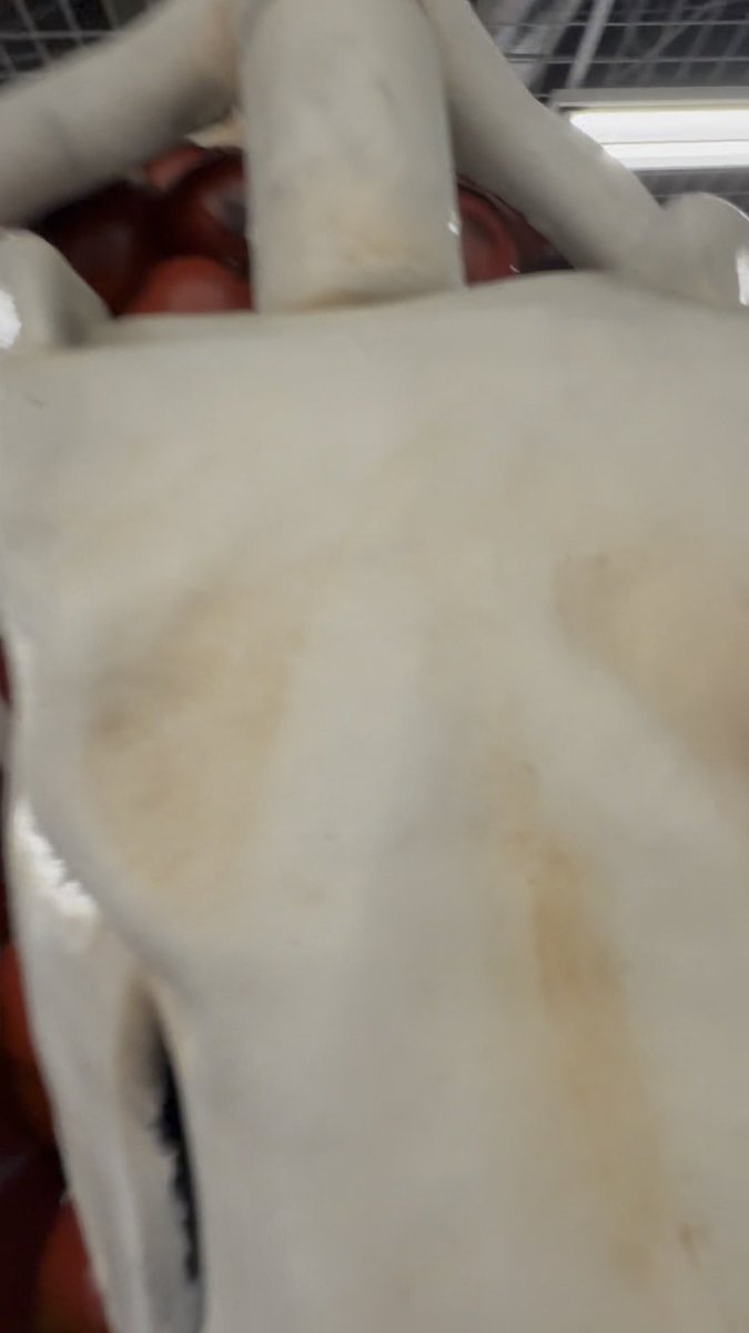 rrkchan's tweet image. グリ終了＝放流 らしいです🤲

シャケ振ってたらロックオンされて壁ドンされた

爆笑するしかない

#サモーン・シャケキスタンチン
#クリスマスにはシャケを食え
#全スーパー戦隊展