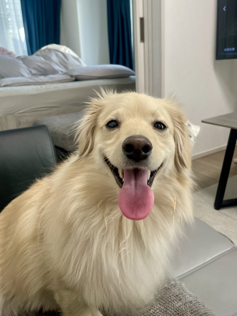 とろろ犬　エメラルド とろろ犬 エメラルド とろろ犬 エメラルド 2025年春新製品】とろとろ