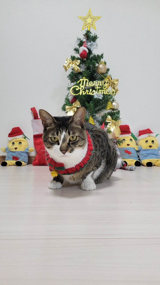 pochapocha0629's tweet photo. 【🎄𝑴𝒆𝒓𝒓𝒚 𝑪𝒉𝒓𝒊𝒔𝒕𝒎𝒂𝒔🎄】

こんばんは🌛ぽちゃ兄です！
お久しぶりの投稿になってしまいすみません💦
今年初めて体調を崩し寝込んでいました。。

今日はクリスマスイブ！！去年のクリスマスパーティーの写真をお届け🎅

今年もツリーとご馳走を用意したのでぽちゃは元気よく帰ってきていると思います✨

この写真、クリスマスツリー･ぽちゃの首輪･ふなっしーのサンタコスとめちゃくちゃ良い写真でお気に入りです✨

皆様もお身体に気をつけて素敵なクリスマスを過ごしてくださいね🎉🎊