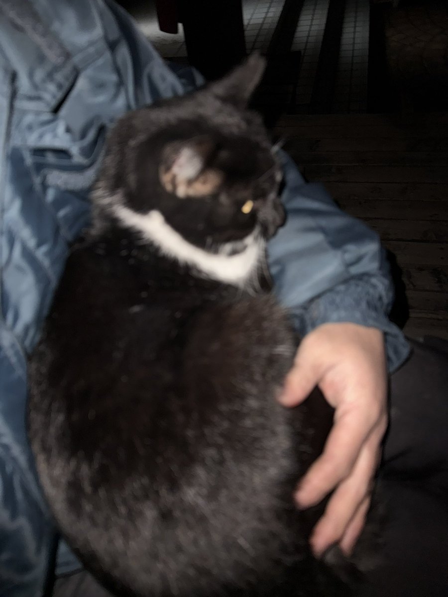 今日はクリスマス女の子を抱いて温めている 野良猫だけどな