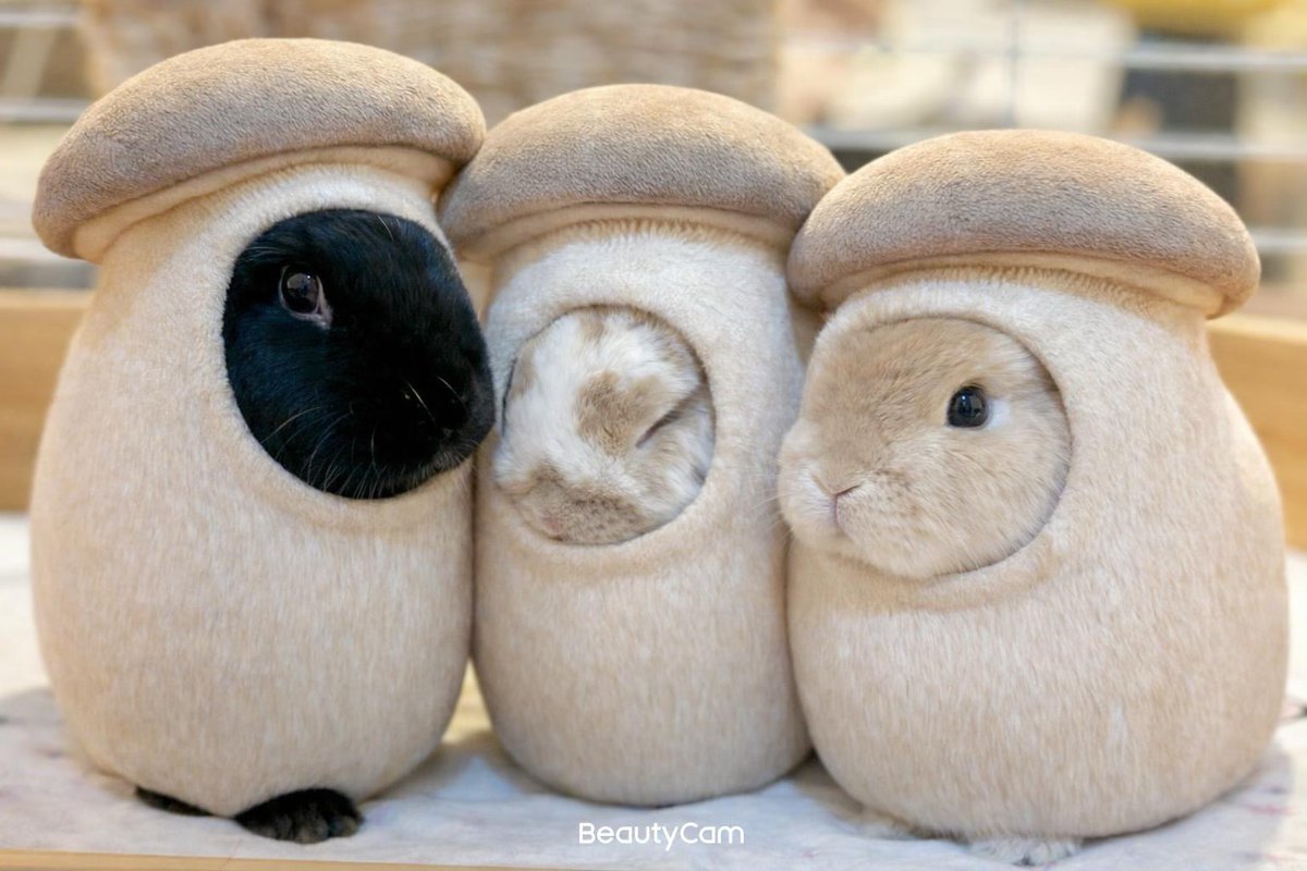 🍄きのこ精霊 feat うちのうさぎたち🐰 今流行りのかわいいきのこ