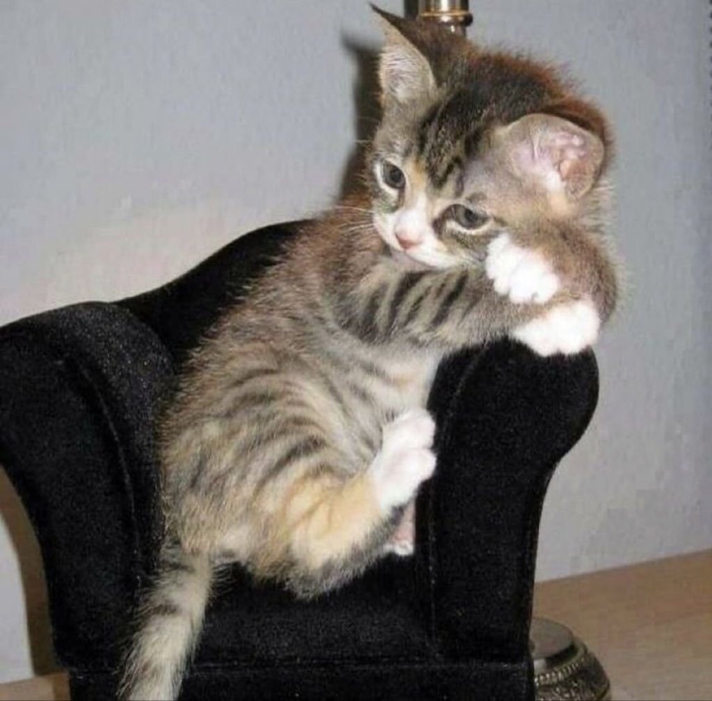 كل ما اتذكر ان راس الحربه عندنا ليفا وبديله توريس