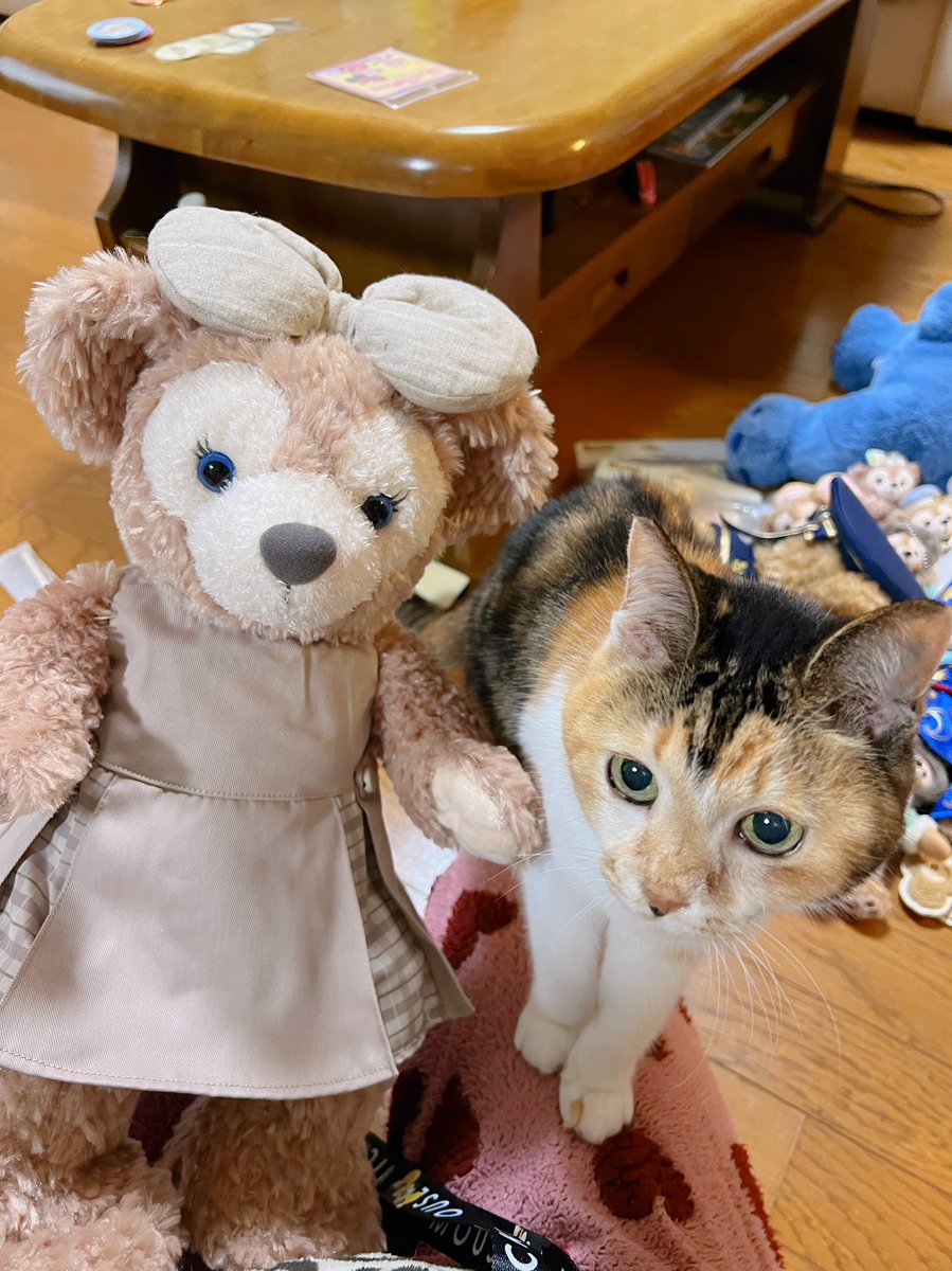 シェリーメイちゃんと🐱 シェリーメイちゃん撮ってたら 入ってきた🐱