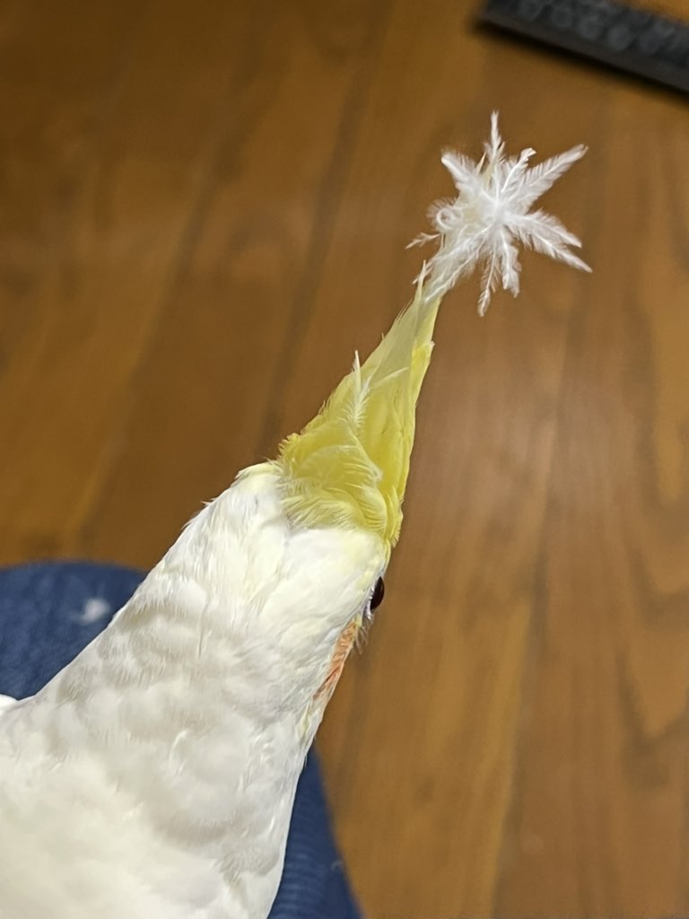 るるる (@rururutte) / Posts / X