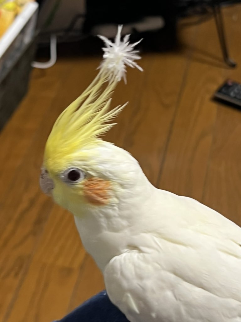 クリスマスはオカメの奇跡の
奇跡のホワ毛でも見て‼️
#オカメインコ
#メリクリ
