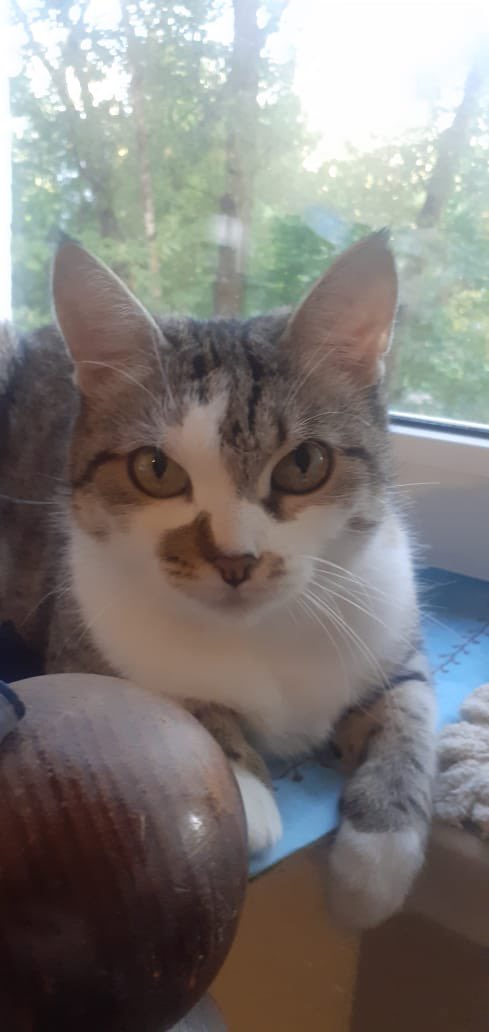 teacherrka's tweet image. Друзья! Сделайте мне новогодний подарок и поретвитьте со всей силы эту милашку! 🫶🏻 Москва! 

Ласковая, без инфекций, следит за лоточком, все дела туда!! Любит сидеть на коленочках и целоваться 🥰

Родители, найдитесь!! 

Лилия 89099160820