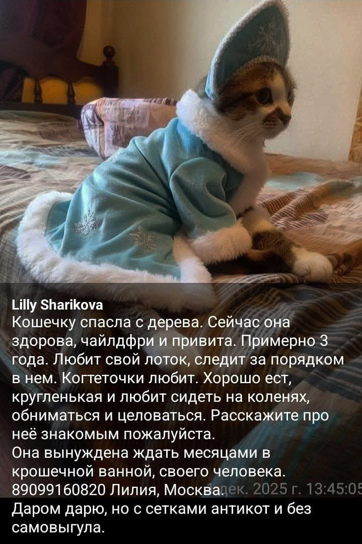 teacherrka's tweet image. Друзья! Сделайте мне новогодний подарок и поретвитьте со всей силы эту милашку! 🫶🏻 Москва! 

Ласковая, без инфекций, следит за лоточком, все дела туда!! Любит сидеть на коленочках и целоваться 🥰

Родители, найдитесь!! 

Лилия 89099160820